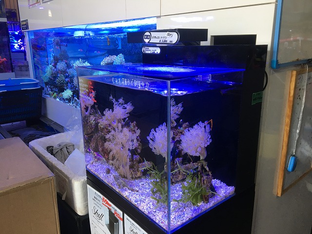 シェル（小型オールインワン水槽）入荷しました | 生麦海水魚センター