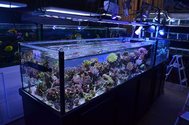 Led照明 レブロン とは ミドリイシの色も揚がるハイスペックled 生麦海水魚センター