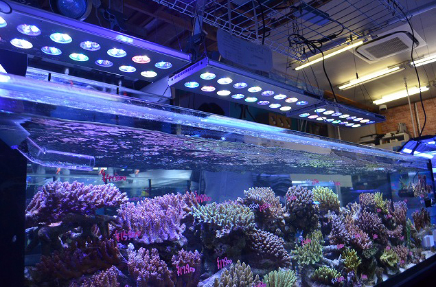Led照明 レブロン とは ミドリイシの色も揚がるハイスペックled 生麦海水魚センター