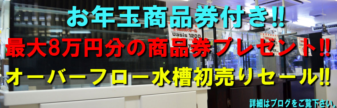 新春初売！オーバーフロー水槽お年玉商品券付き！！ | 生麦海水魚センター