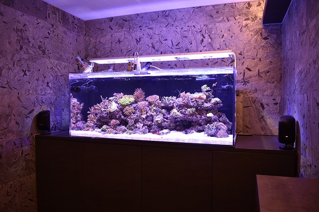 川崎さんが訪問？水槽状態確認！ | 生麦海水魚センター