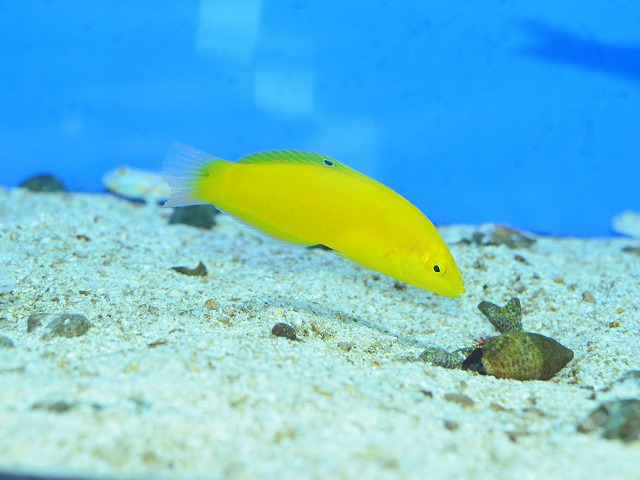 白石の黄色い魚特集 海水生体2割引きセール中 生麦海水魚センター