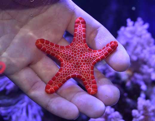 育てる楽しみ 生麦海水魚センター