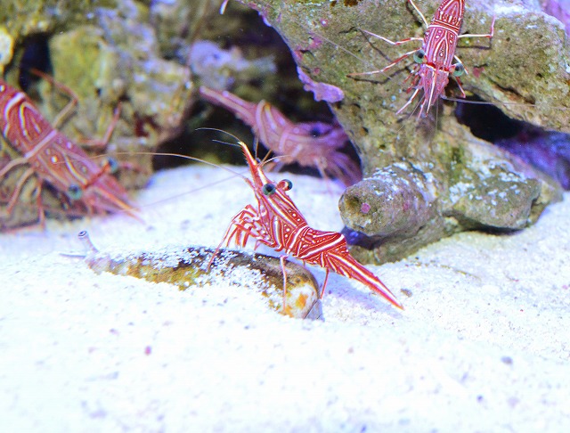 特別オファー 海水魚 エビ ソリハシコモンエビ ３匹 沖縄産 観賞魚生体