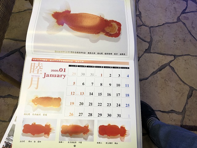 らんちゅうカレンダー販売中 生麦海水魚センター