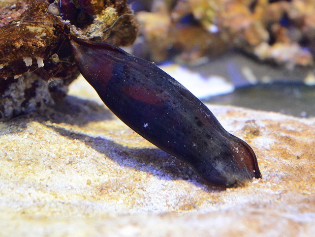 オススメ生体のご紹介 白石編 生麦海水魚センター