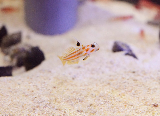 小さくてかわいい魚 小型のハゼ特集 生麦海水魚センター