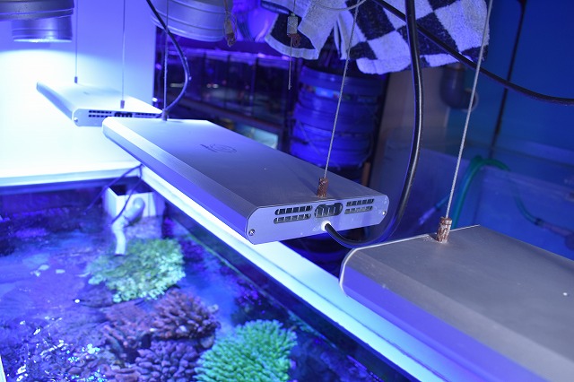 祥多と学ぶミドリイシ 蛍光タンパク 褐虫藻編 生麦海水魚センター