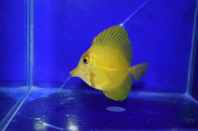 沖縄チョウチョウウオ最襲来！ | 生麦海水魚センター