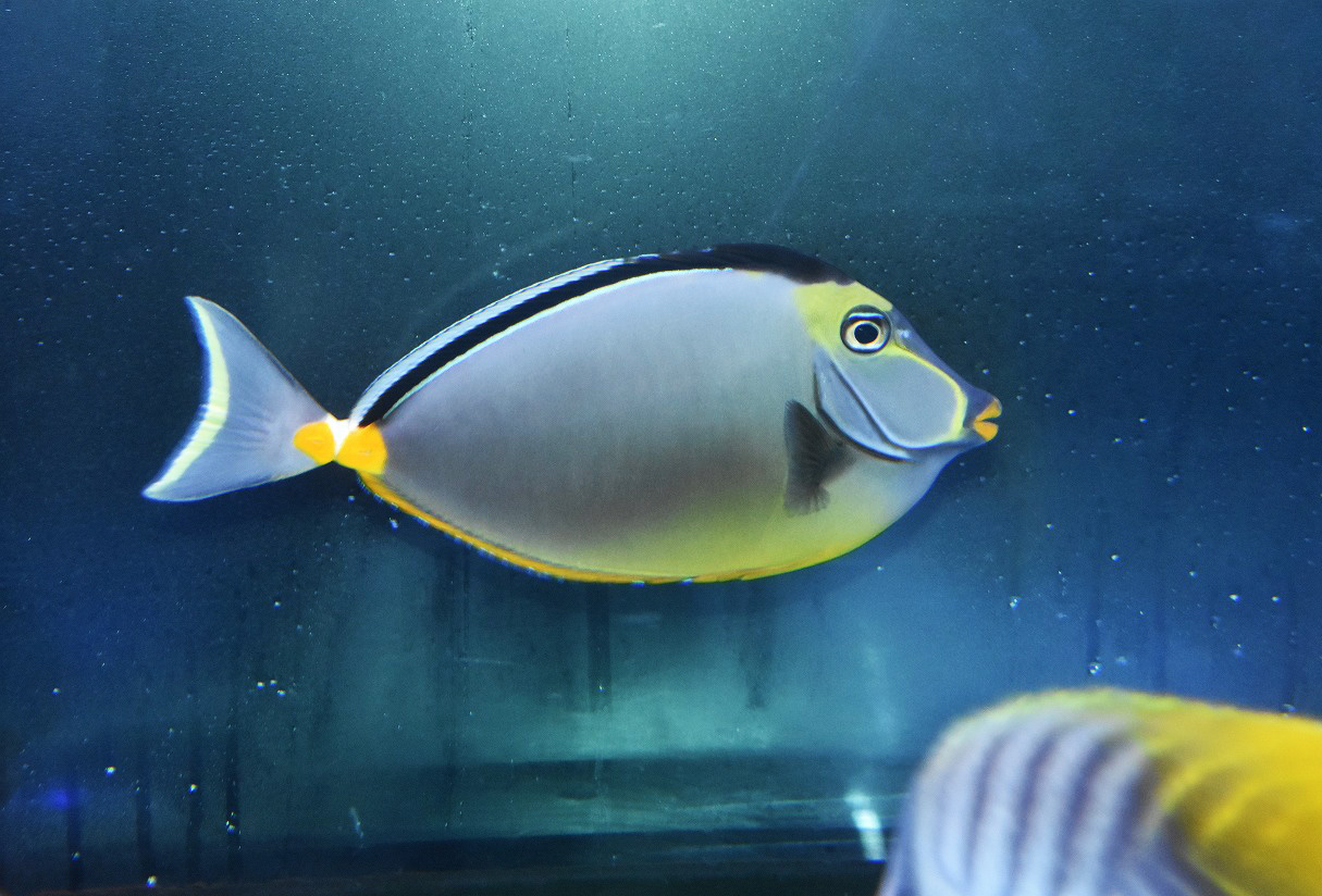 日曜日のオススメはこれで決まり 生麦海水魚センター