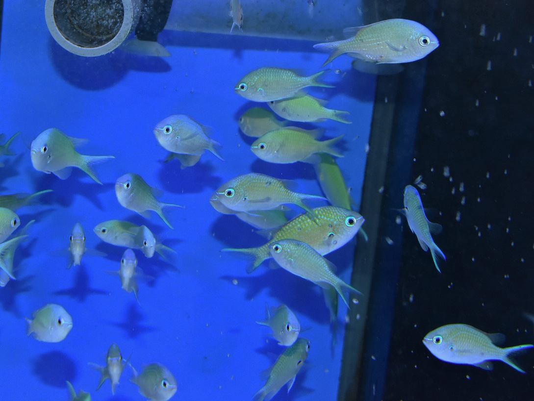 日曜日のオススメはこれで決まり 生麦海水魚センター