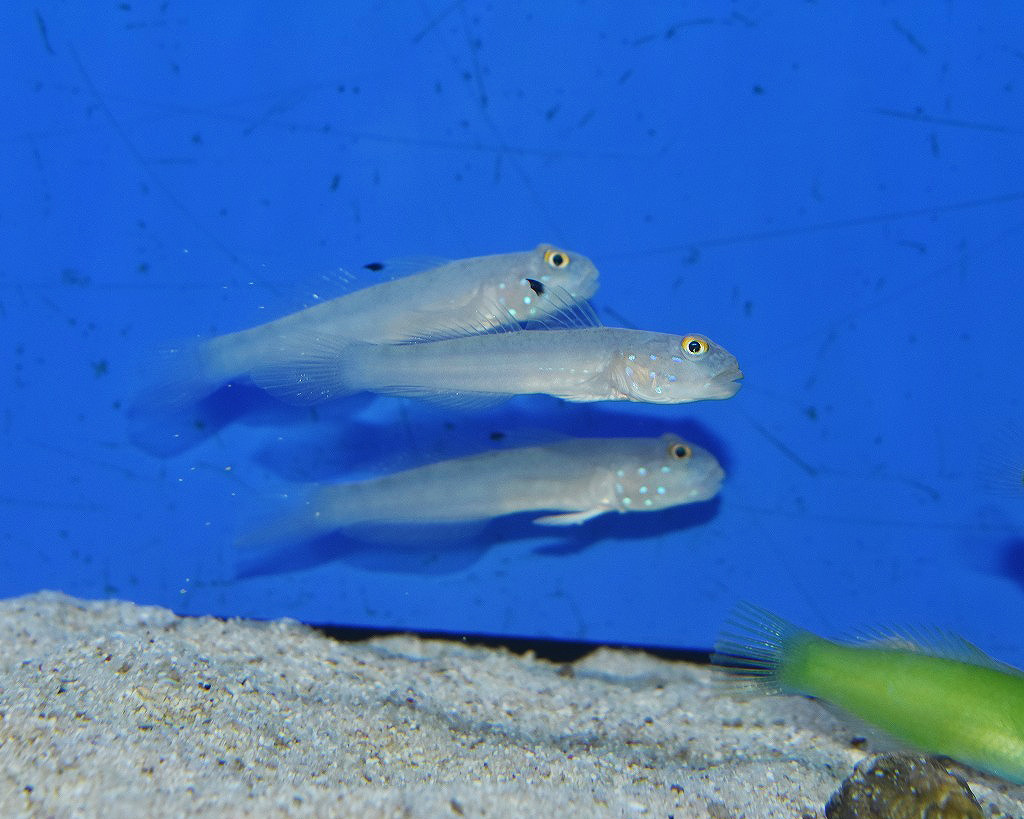 入荷案内と合わせてご覧ください 生麦海水魚センター