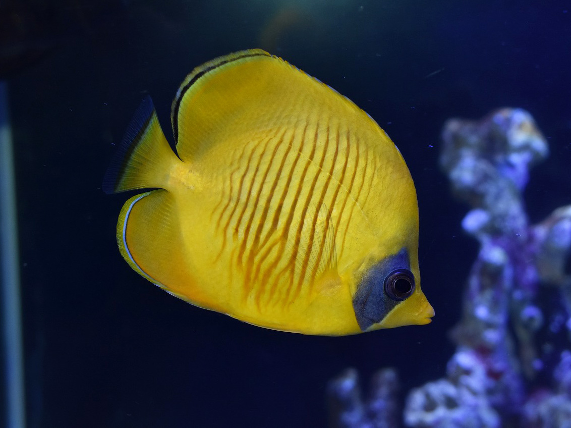 明日のオススメは 商品アップも完了 生麦海水魚センター