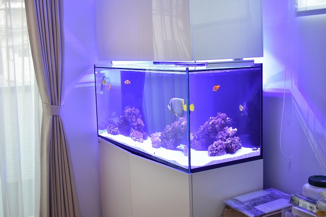 売り切れ必至 海水魚飼育水槽 1cm水槽 オーバーフロー水槽 海外最新 Mahatmaacademy Com 売り切れ必至 海水魚飼育水槽 1cm水槽 オーバーフロー水槽 海外最新 Mahatmaacademy Com