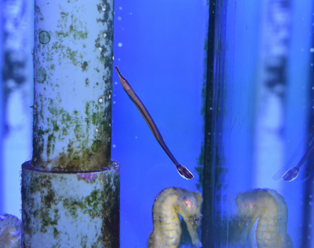 来週のオススメはこちら 生麦海水魚センター