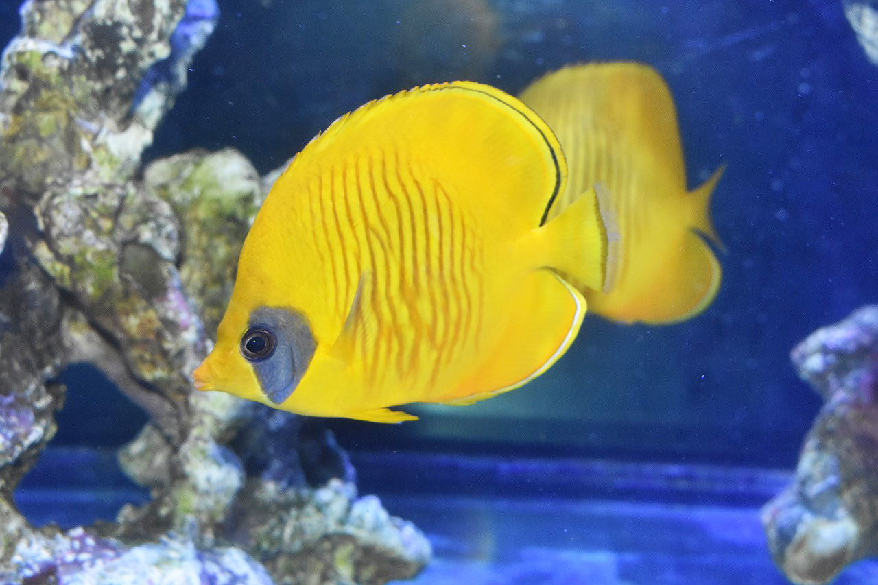 連休初日のオススメはこちら 生麦海水魚センター