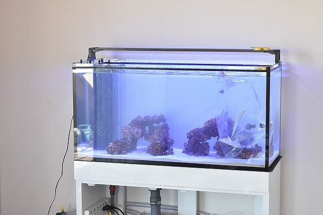 高質 オーバーフロー水槽やどかり屋 魚用品/水草 - inmatechcorp.com