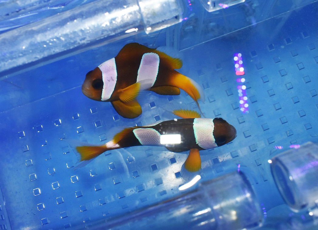 入荷案内 2 13 生麦海水魚センター