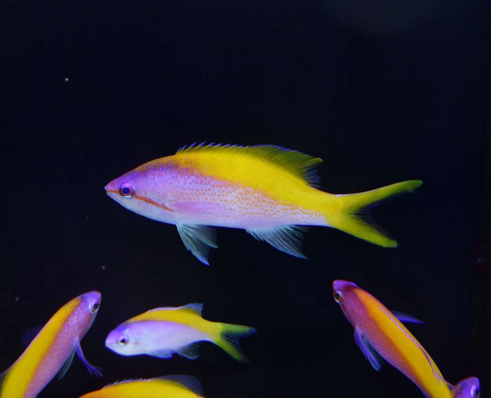 エバンスアンティアス 生麦海水魚センター