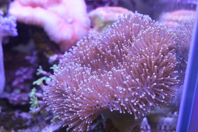 小型サンゴ水槽32日目！1か月の成果！！ | 生麦海水魚センター