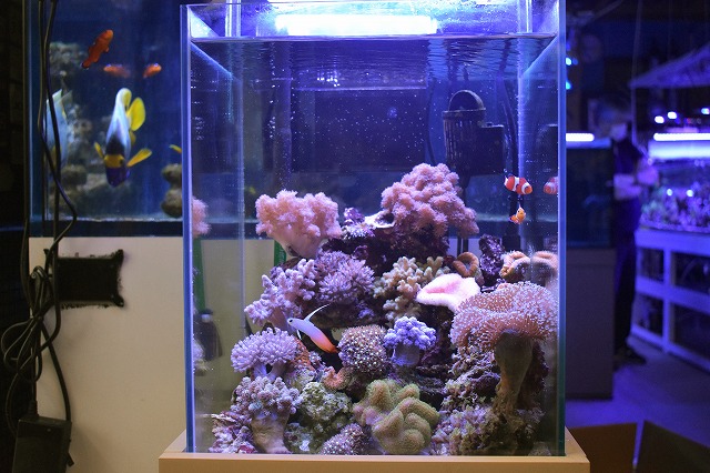 小型サンゴ水槽25日目！生体追加！ | 生麦海水魚センター