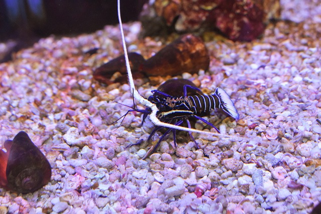 エビがたくさん 甲殻類特集 生麦海水魚センター