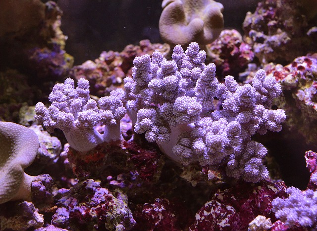 トゲナシヤギなどヤギ各種 チヂミトサカ 養殖ヒメシャコガイなど在庫ございます 生麦海水魚センター