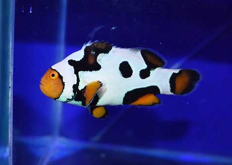 大特価も ブリードクマノミ商品アップ完了 生麦海水魚センター