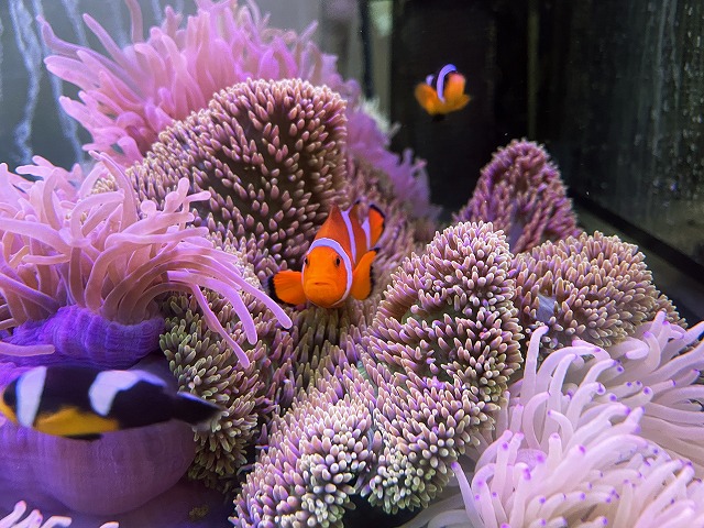 クマノミ大歓喜 ハタゴ センジュイソギンチャク入荷 生麦海水魚センター