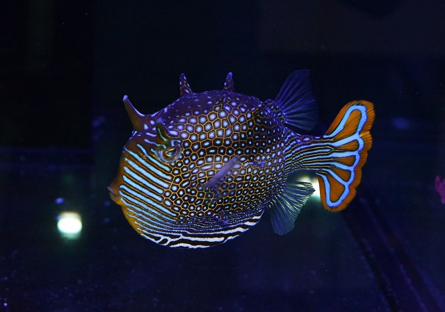 フグ好き集まれ かわいい 綺麗なフグ達 生麦海水魚センター