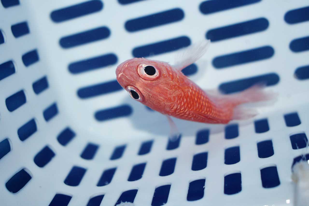 入荷案内 9 16 生麦海水魚センター