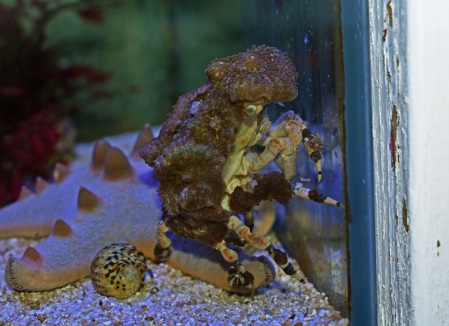 ユニークな生体が盛りだくさん！明日のオススメ！ | 生麦海水魚センター