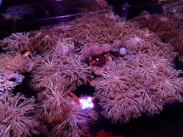 パクパクウミアザミとマメスナサンゴ 。ラスタ 約60ポリプ 37_2311121144r.jpg