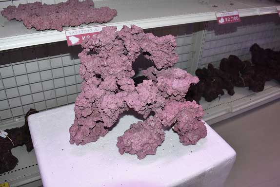 天然ライブロック　ビーフカツレツ 天然ライブロック ビーフカツレツ プロ解説・前編】天然ライブ