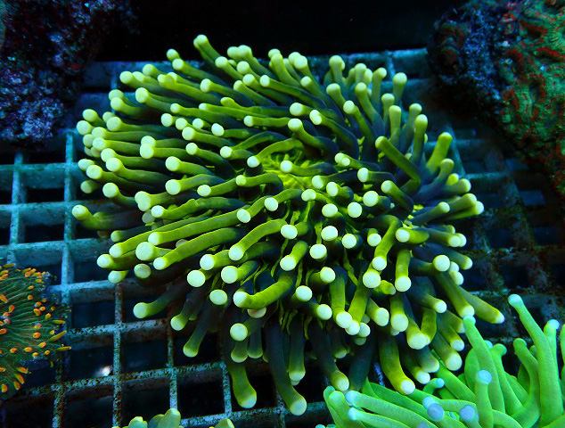 川崎イチオシのサンゴはコレだ！ | 生麦海水魚センター