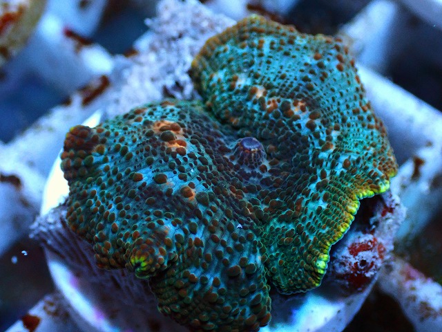 サンゴ ラスタ マメスナ セット - 熱帯魚、アクアリウム用品