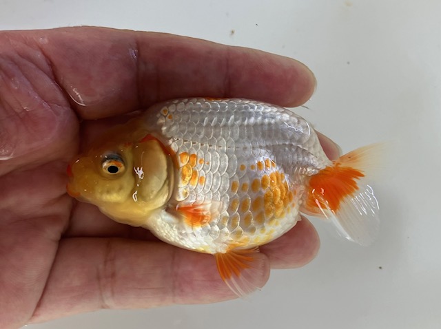 らんちゅう当歳魚、商品アップしました | 生麦海水魚センター