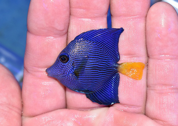 再再販 （海水魚）ヤッコ アラビアンエンゼルフィッシュ 成魚（１匹） 北海道・九州航空便要保温 - tokyo-bunka.com