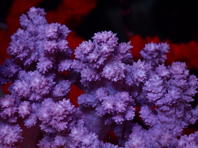 【サンゴ現物1】チヂミトサカ 10-13cm 沖縄産 (B-1154) キバナトサカ（チヂミトサカ）Carnation Tree Coral (Stereonephthya