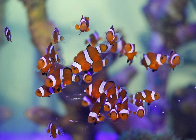 生麦ブリードカクレクマノミベビー販売開始！！その他おすすめ生体ご紹介！ | 生麦海水魚センター