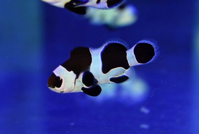 カクレクマノミ ベビー【沖縄産】 | 海水魚図鑑（過去入荷）,海水魚,クマノミ | やどかり屋
