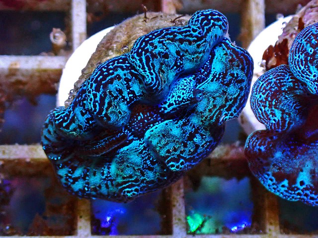 ☆オオシャコガイ☆　激レア沖縄産！ 沖縄産シャコガイが美個体尽くし！フラグシャコガイ大量作成中