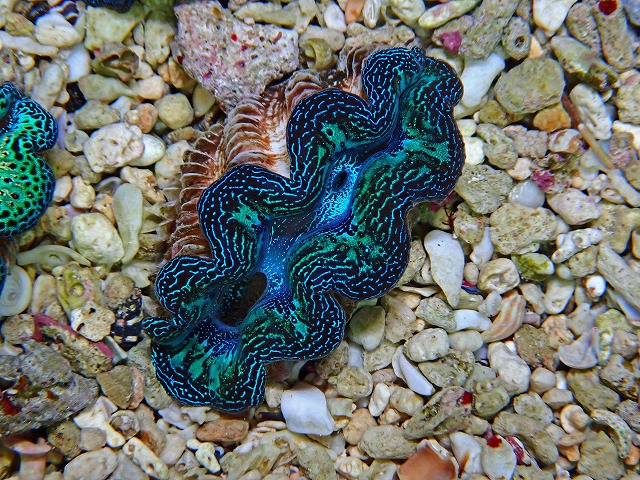 ヒメシャコガイセレクト個体入荷！ | 生麦海水魚センター