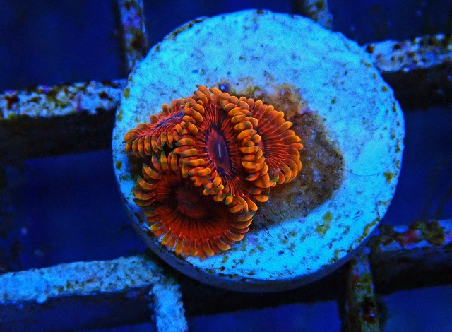 ネームドマメスナがバリエーション豊かに在庫中！ | 生麦海水魚センター