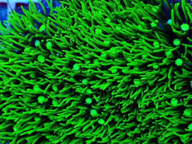 沖縄サンゴフェア開催！！ | 生麦海水魚センター